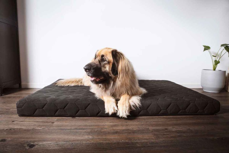 A Heartwarming Guide to Choosing the Right Size Dog Bed for Your Furry Friend