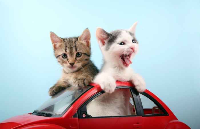 Cat Write For Us