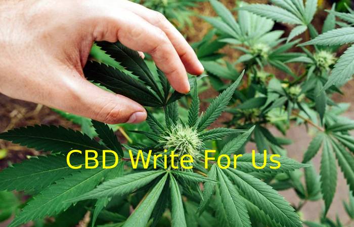 CBD WRITE FOR US