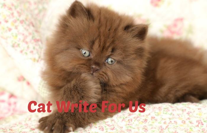 Cat Write For Us
