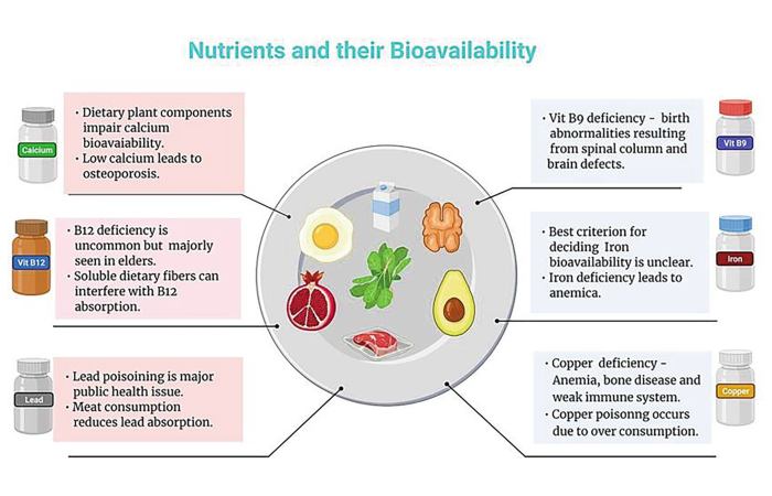 Nutrient Absorption And Bioavailability (2)