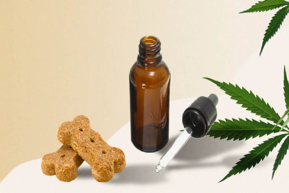 Where and How To Buy CBD Oil For Dogs
